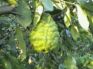 Bergamot Ağacı Türleri ve Özellikleri