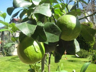 Bergamot Nerede Yetişir?